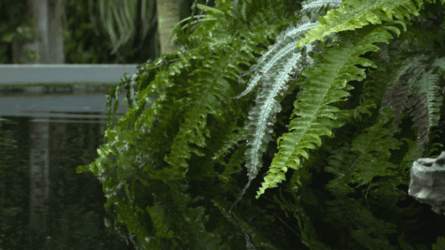 Lush green ferns by a calm water surface