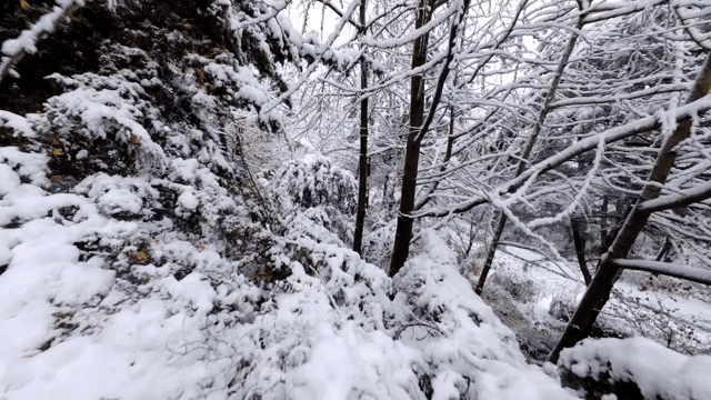 눈 덮인 숲과 높은 나무들