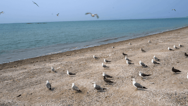 모래 해변에 모인 갈매기들