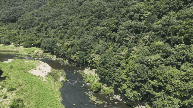 Quiet river flowing through green forest