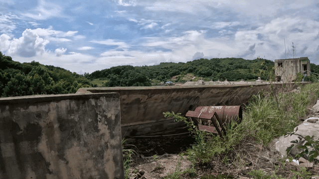 식물이 자란 버려진 옥상