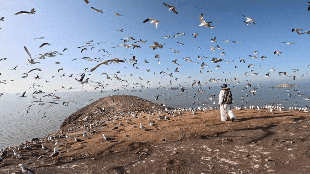 Person observing seagulls by the sea