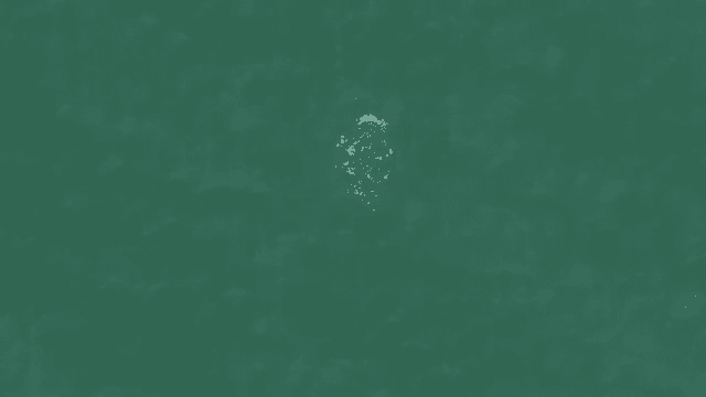 Bird swimming in the sea