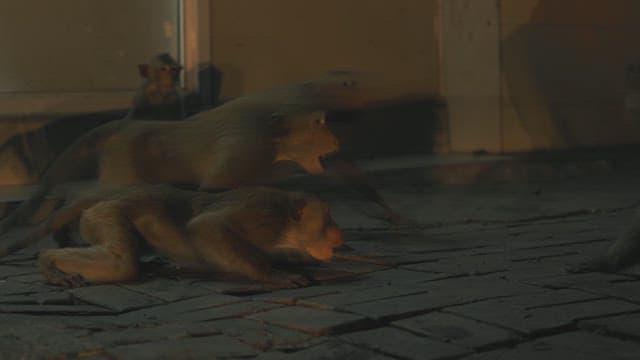 Monkeys Gathering at Night on the Street