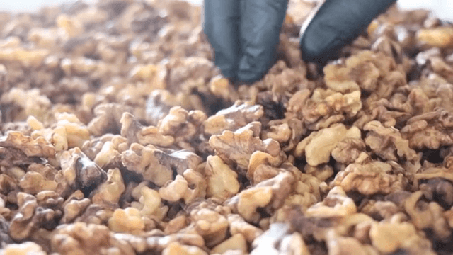 Gloved hand sorting walnuts