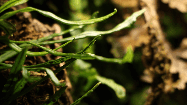 Close-up of green leaves in a forest