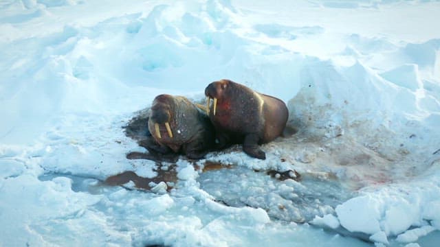 Walruses Resting on Ice in Arctic