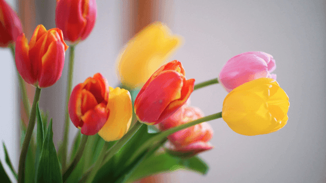Colorful tulips