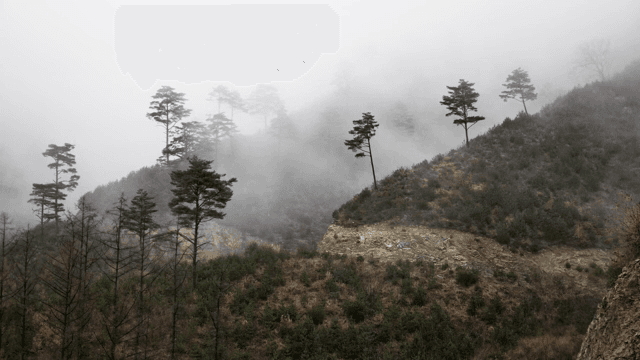 안개 낀 산과 나무 풍경