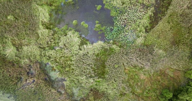 푸른 초목이 있는 고요한 습지