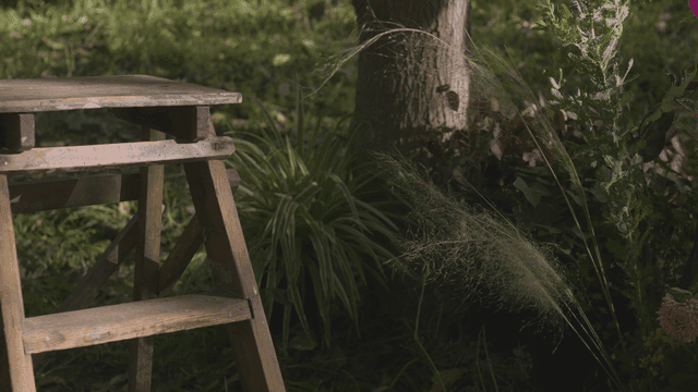 Wooden stool in a lush forest setting