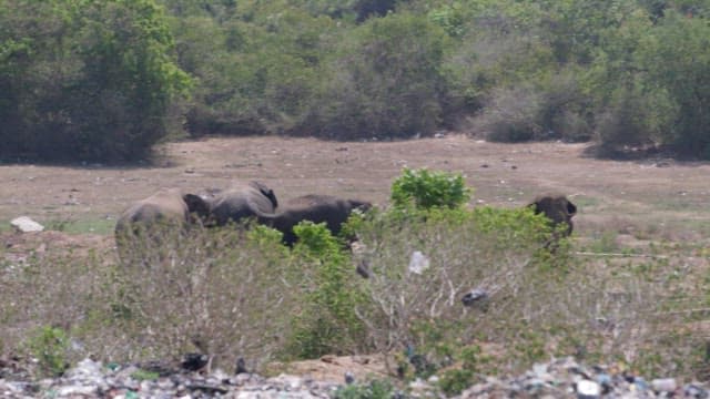 Herd of elephants living in the green savanna