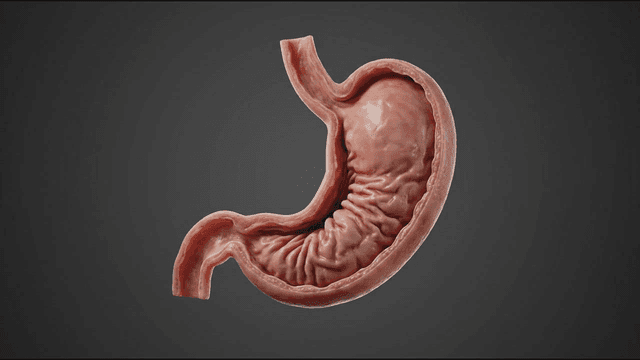 Detailed view of human stomach