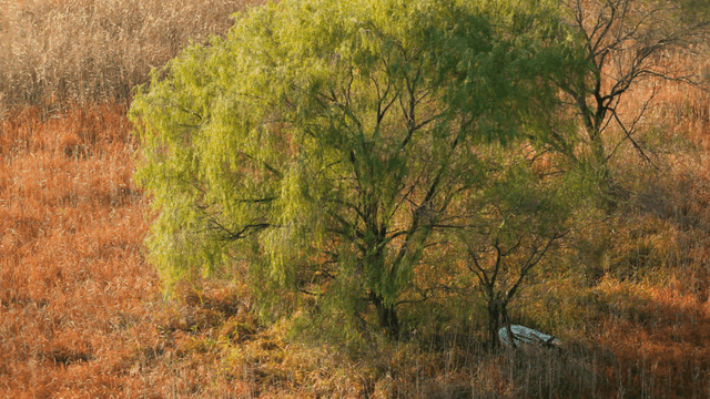 키 큰 풀밭에 있는 외로운 나무