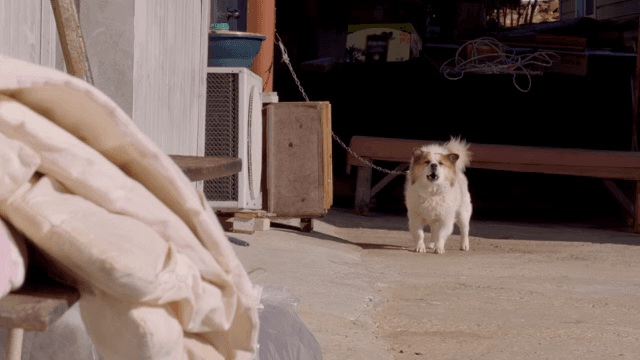 골목길에 서서 짖고 있는 개