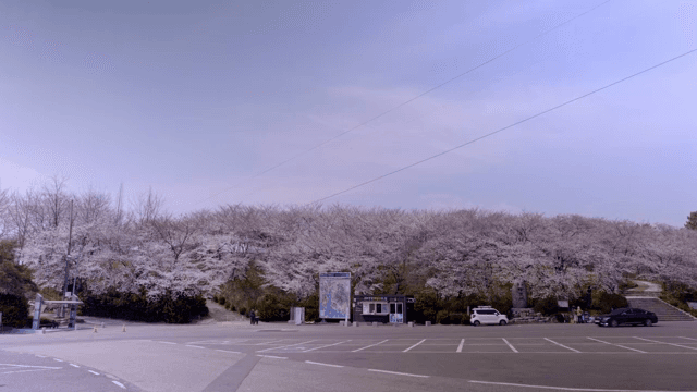 공원에서 만개한 벚꽃