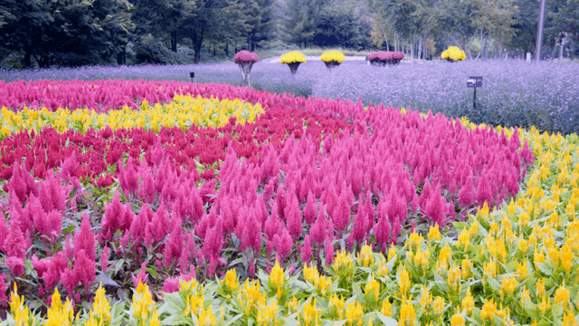 노란색과 분홍색, 보라색이 층을 이루는 형형색색의 여름 들판