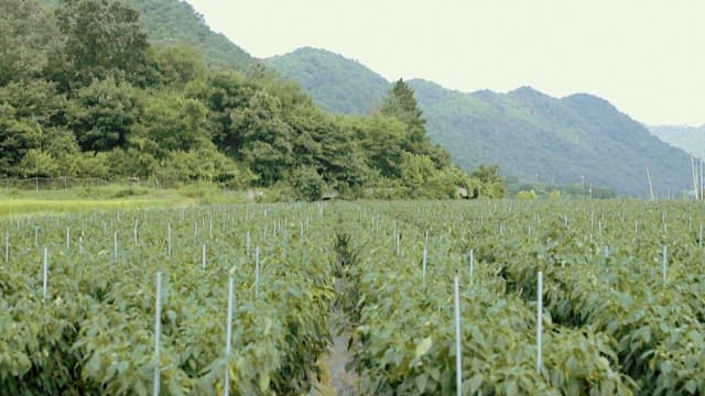 산을 배경으로 한 푸른 고추밭