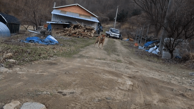 시골 개에게 나무조각을 던지는 사람
