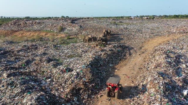 Elephants scavenging through piles of waste