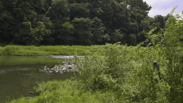 Tranquil river surrounded by green forest
