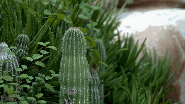 Close-up of a cactus surrounded by greenery