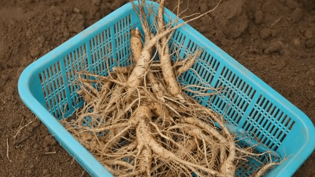 흙에서 인삼을 수확하는 모습