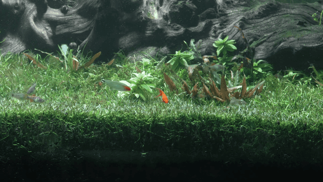 Colorful fish swimming in a lush aquarium