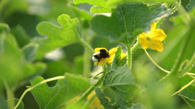 Bumblebee on yellow flower