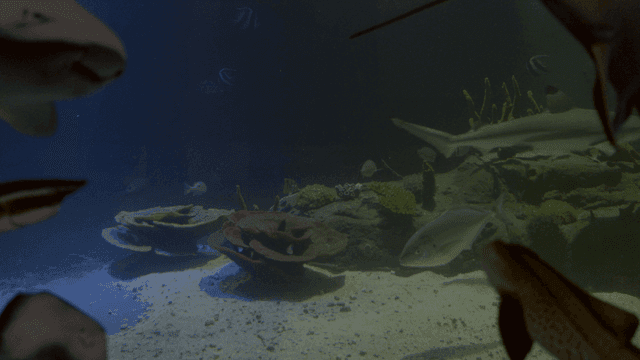 Various fish swimming in aquarium