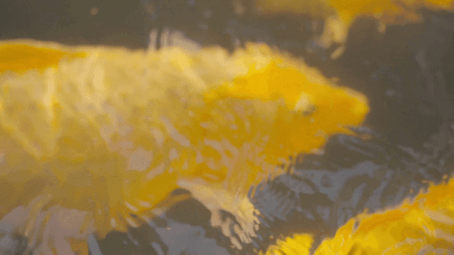 Colorful koi fish swimming in a pond