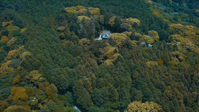 Secluded house surrounded by dense forest