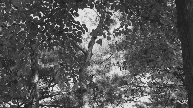 흑백의 울창한 나무들