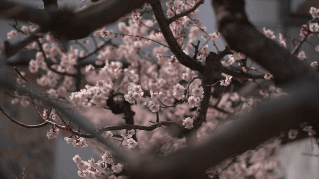 Cherry blossoms blooming on tree branches
