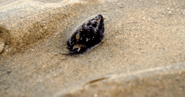 갯벌 위를 움직이는 소라