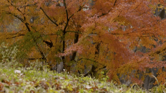 Autumn leaves in a forest