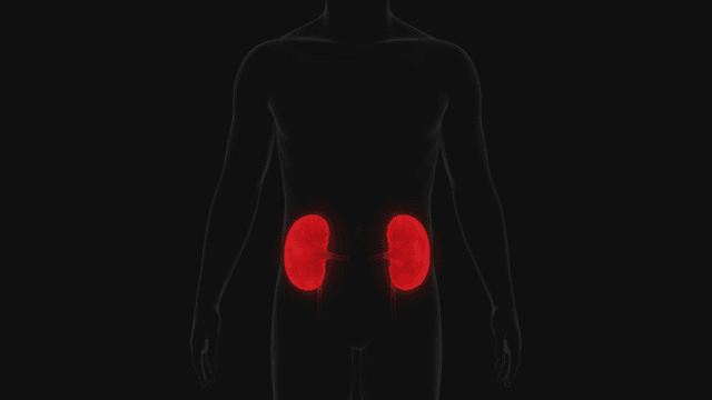 Human silhouette with highlighted kidneys