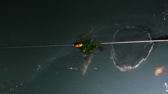 바다에서 그물로 잡아올리는 낙지