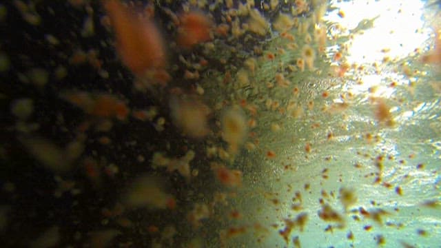 물속에 떠다니는 작고 붉은 게들