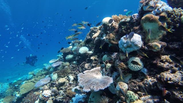 Diverse marine life around vibrant coral reefs