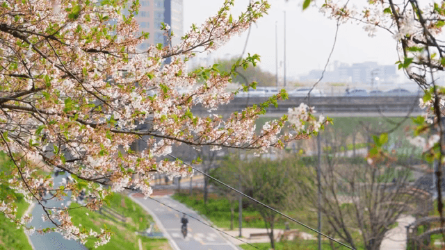 Cherry blossoms along a city path