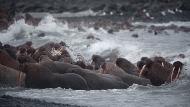 Walruses Clustering on a Rocky Shoreline