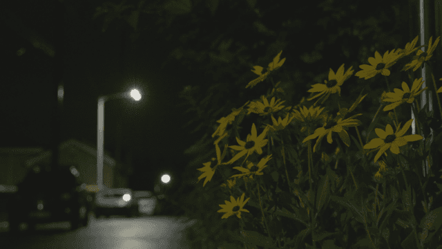 가로등 아래 밤의 거리의 노란 꽃들