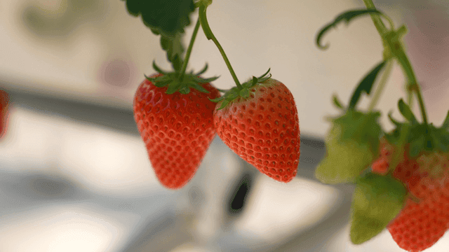 Ripe strawberries hanging on the vine