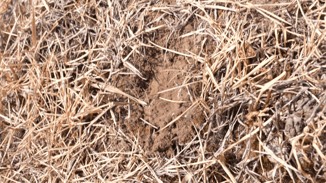 Dry grass and soil in a field