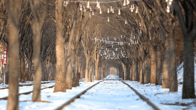 Snow-covered railway with lights and trees