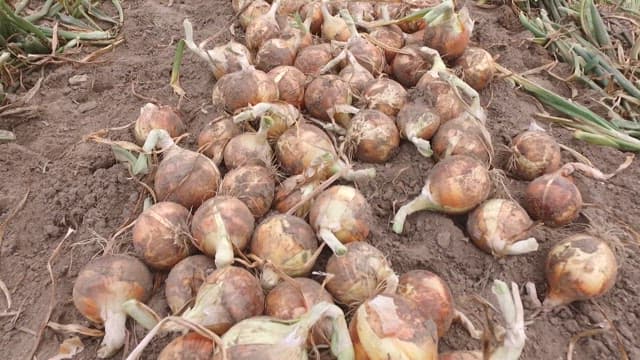 Harvesting Onion in a Rural Field in the Afternoon