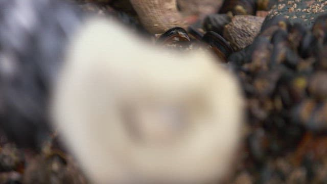 바위에서 장갑 낀 손으로 신선한 홍합을 채취하는 모습