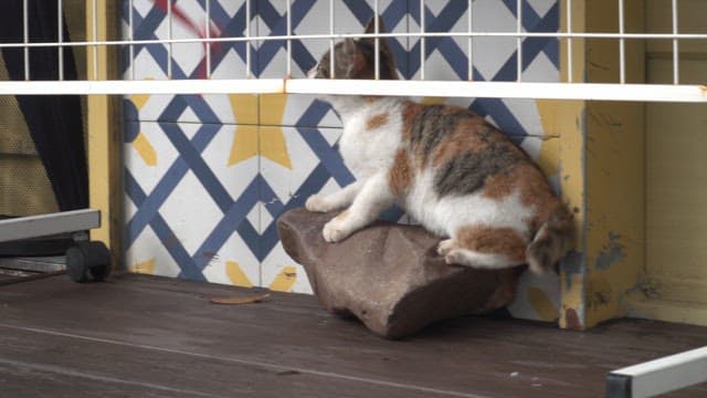 분홍 리본과 노는 고양이