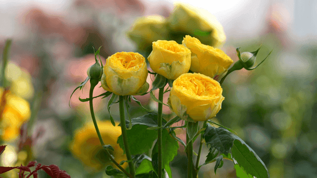 Yellow roses blooming in a garden